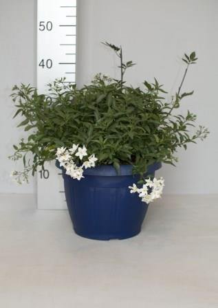 Solanum jasminoides 25